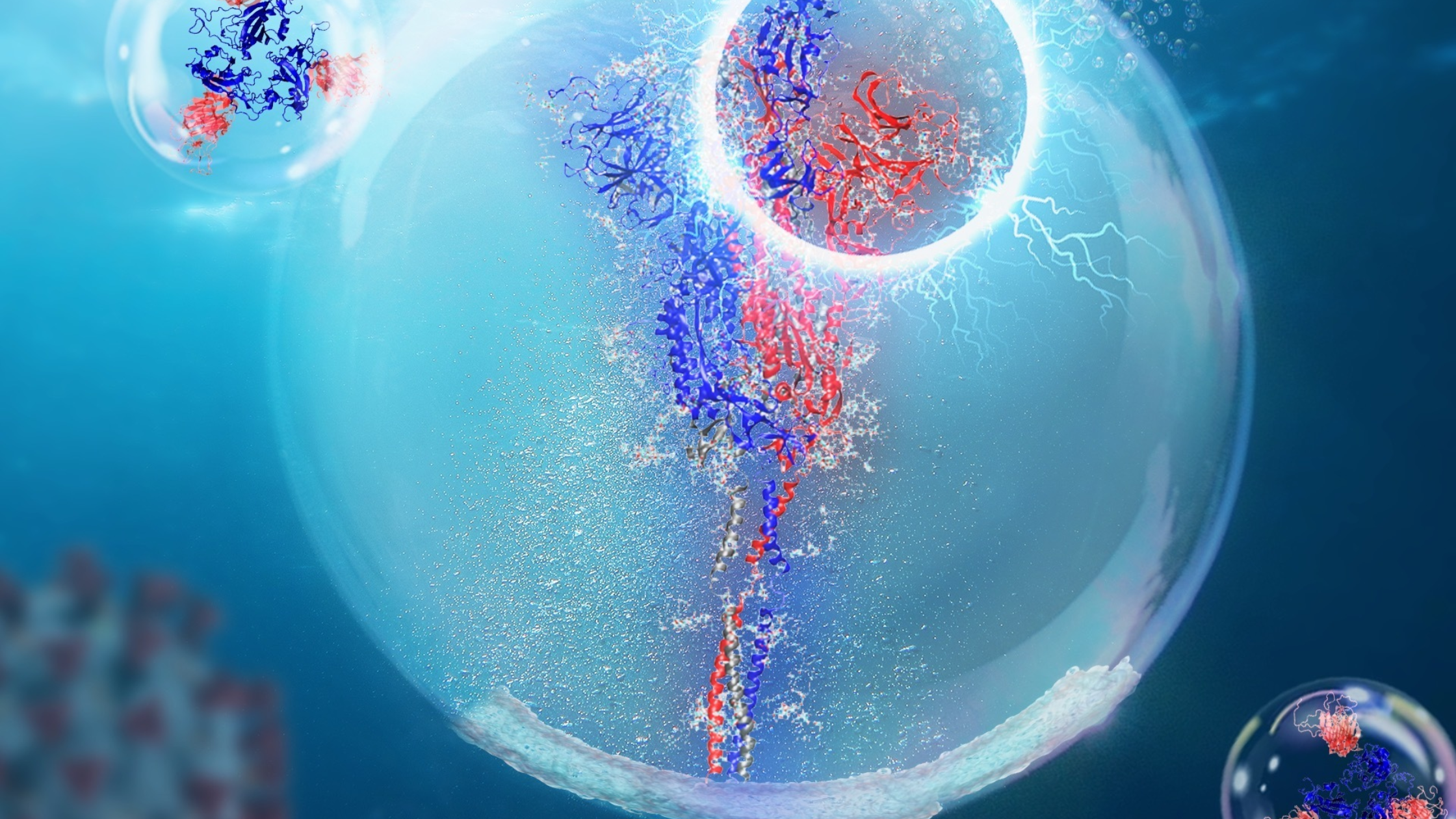 Representation of the Spike protein and its receptor binding domain